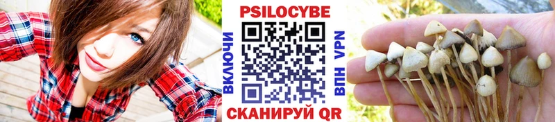 купить   Дмитриев  Псилоцибиновые грибы Psilocybe 